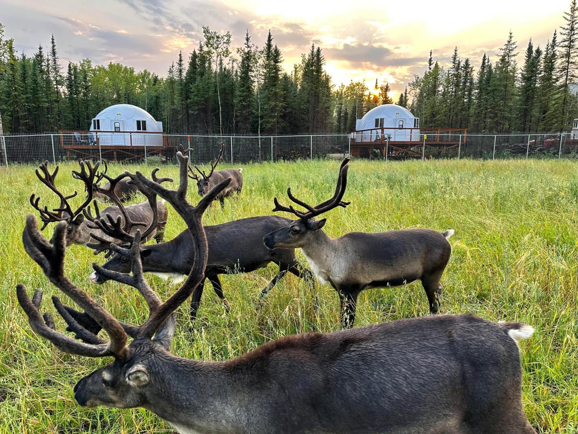 Willa Pleasant Acres Reindeer Ranch Pleasant Valley Zewnętrze zdjęcie